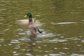 One duck at the water`s - Bassin de la muette Elancourt Royalty Free Stock Photo