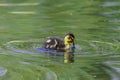 One duckling swimming in pond Royalty Free Stock Photo