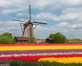 One dutch windmill over tulips