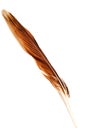 One eagle feather isolated Royalty Free Stock Photo