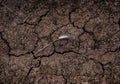 One ear of wheat over dried cracked surface of agricultural fiel Royalty Free Stock Photo