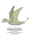 One of the earliest pterosaur Peteinosaurus Zambellii