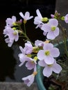 One of the early flowers of Spring in Northern England Royalty Free Stock Photo