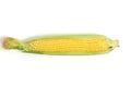 One ears ripe corn white background. Royalty Free Stock Photo