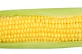 One ears ripe corn white background. Royalty Free Stock Photo