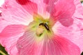 One Earwig Dermaptera in pink flower with copy space