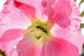 One Earwig Insect Dermaptera in flower