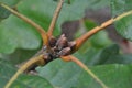 Tree Identification. Unique Feature. Quercus Genus Royalty Free Stock Photo