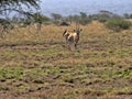 East African Oryx, Oryx gazella beisa, Awash National Park, Ethiopia Royalty Free Stock Photo