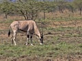 East African Oryx, Oryx gazella beisa, Awash National Park, Ethiopia Royalty Free Stock Photo