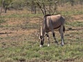 East African Oryx, Oryx gazella beisa, Awash National Park, Ethiopia Royalty Free Stock Photo