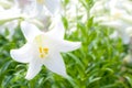 One of easter lily Royalty Free Stock Photo