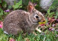 Bunny Rabbit Eating Dandelion Flower