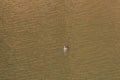 One Eastern Spot-billed ducks swimming alone