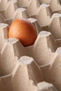One egg in a tray. lonely chicken egg Royalty Free Stock Photo