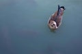 One Egyptian goose in a pond with fish in the park. Royalty Free Stock Photo