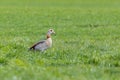 One egyptian nile goose alopochen aegyptiaca in green grass