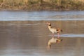 One egyptian nile goose alopochen aegyptiaca wading in water