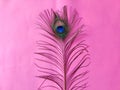 One elegant peacock feather. Beauty