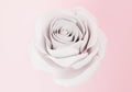 one elegant white rose close up on light pink background Royalty Free Stock Photo