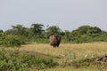 One elephant take a sand bath