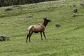 One elk inside Yellowstone National Park