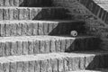 One empty aluminum can thrown on old brick steps. Black and white photo