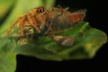 One encounter a spider preying on a bee.