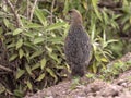 Erckel`s Francolin, Francolinus castaneicollisi , in Simien Mountains National Park, Ethiopia