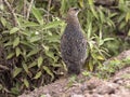 Erckel`s Francolin, Francolinus castaneicollisi , in Simien Mountains National Park, Ethiopia