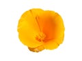 One eschscholzia California poppy orange flower