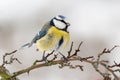 One eurasian blue tit Cyanistes caeruleus in winter season siting on lichen twig Royalty Free Stock Photo