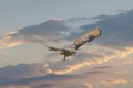 One Eurasian Eagle Owl or Eagle Owl. Flies with spread wings against a dramatic blue, purple, orange sky. Red eyes stare Royalty Free Stock Photo