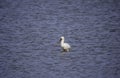 one eurasian spoonbill bird in the northsea