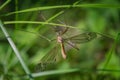 One european arsh Crane Fly - Big Schnake Tipula oleracea on blade of grass in green nature with copy space