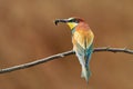 Merops apiaster