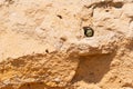 One European bee-eater chick in front of nest entrance Royalty Free Stock Photo