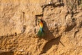 One European bee-eater perched in front of nest entrance Royalty Free Stock Photo