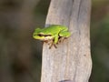 European tree frog, Hyla arborea, marshes of the Hortobagy National Park, Hungary