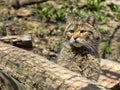 European wild cat, Felis s. silvestris, lives in the woods Royalty Free Stock Photo