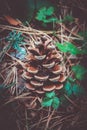 One evergreen cone on the soil closeup, fall. Pine cone macro vi Royalty Free Stock Photo