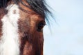 One eye Bay horse. Look ahead. Royalty Free Stock Photo