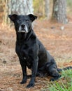 One eye black dog with gray muzzle