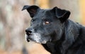 One eye black dog with gray muzzle