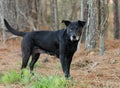 One eye black dog with gray muzzle