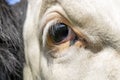 One eye cow, close up of a dairy black and white, looking calm and tranquil Royalty Free Stock Photo