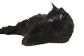 One-eyed black cat disabled lies insulated on white background Royalty Free Stock Photo