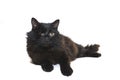 One-eyed black cat disabled lies insulated on white background Royalty Free Stock Photo