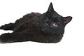 One-eyed black cat disabled lies insulated on white background Royalty Free Stock Photo