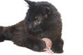One-eyed black cat disabled lies with a toy isolated on white background Royalty Free Stock Photo